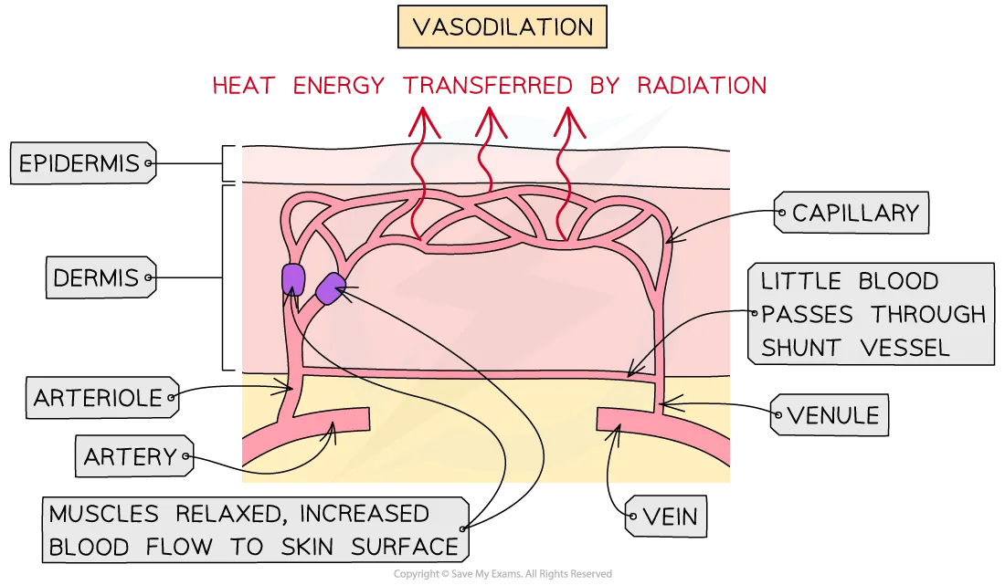 Vasodilation diagram